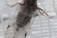 Un cixiide (Homoptre - Cixiidae - Cixius sp.)
